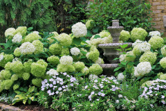 Fountain garden in white - Annebelle hydrangea, Zinna, Summer snapdragon Angelonia, Scaevola, Diamond Frost Euphorbia, Impatiens